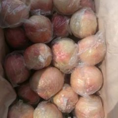 陕西省大荔县超越毛桃大量供应