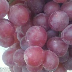 红提葡萄大量供应