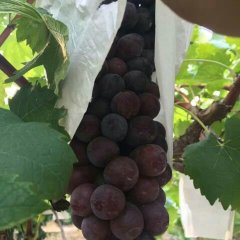 陕西省大荔县户太八号基地