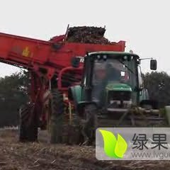 内蒙牙克石荷兰十五土豆