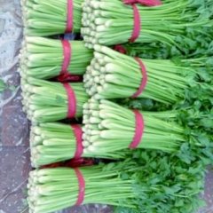 山东禹城刘昌6月美国西芹芹菜