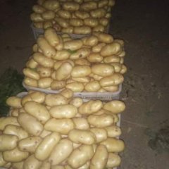 安丘白芬马万宗8月荷兰十五土豆