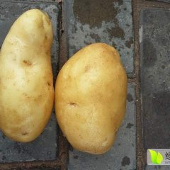 内蒙古鄂托克前旗数万亩黄沙地荷兰十五克新夏