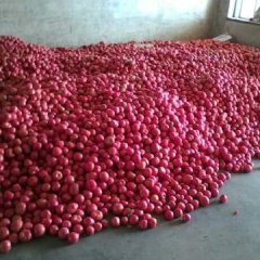 辽宁北票以色列西红柿聚焦市场