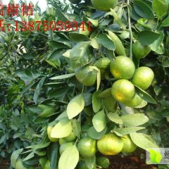 湖南澧县柑橘欢迎合作