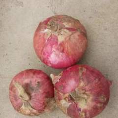 代发聊城冷库红皮洋葱《扁型》