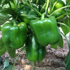 山东青州羊角椒辣椒著名品种