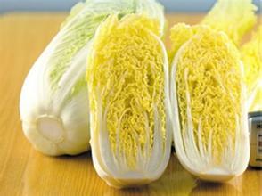 扶沟河南栾铁岗10月娃娃菜小白菜