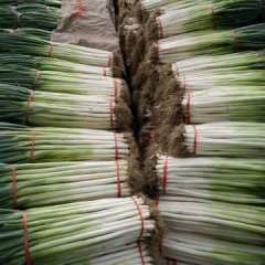 山东章丘长白大葱质量上乘