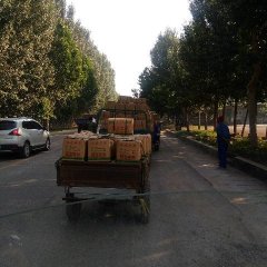 山东省泰安市肥城市土豆今年价格