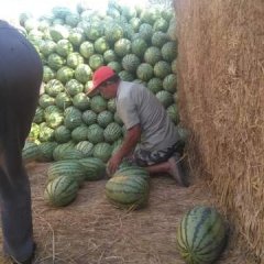 内蒙古翁牛特旗冠龙西瓜聚焦市场