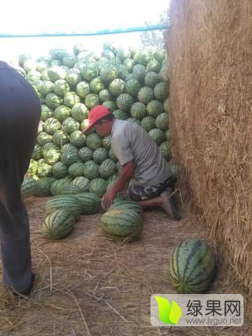 冠龙价格