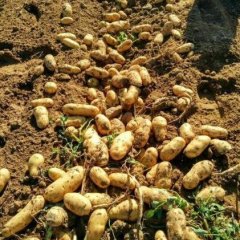 集宁恩和张平8月荷兰十五土豆