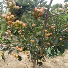 费县山楂火爆招商中大田林青峰诚信合作