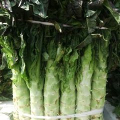 云南红莴苣上市！18308724643