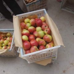 临猗东张红星苹果个大皮薄