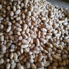 临沭土豆随行就市,青云李大鹏诚信合作