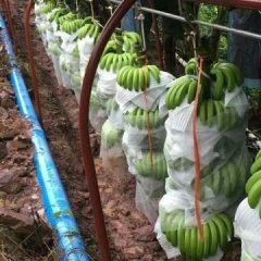 广西武鸣威廉斯香蕉价格适宜