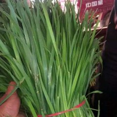 2016滑县韭菜再不来就没机会了！