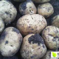 2016公主岭土豆值得出手