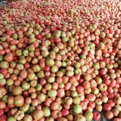 豫北安阳市内黄县万亩蔬菜大棚硬粉西红柿