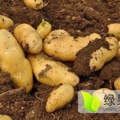 大量出售土豆，欢迎前来订购...