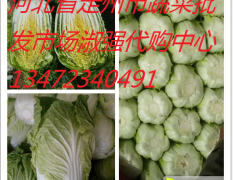 定州大量供应北京新三号大白菜