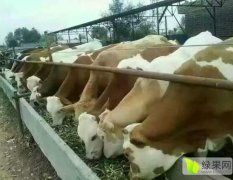 2016忻府肉牛收购工作全面开展