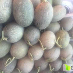 大兴长年大量收购西红柿