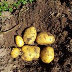 吉林延吉种植大量尤金885土豆，品质佳