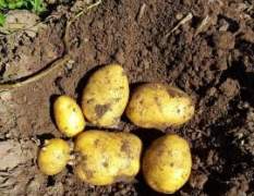 吉林延吉种植大量尤金885土豆，品质佳
