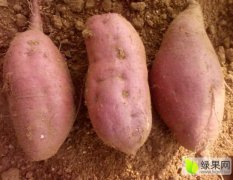 邹城济薯26红薯沙土地种植，口感软面甜