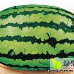 内蒙古自治区赤峰市翁牛特旗乌丹镇西瓜