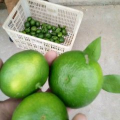 夷陵柑橘著名品牌,鸦鹊胡哥诚信合作