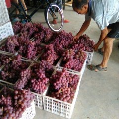 大荔葡萄是名优特产,高明邢力强诚信合作