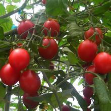 平度釜山88圣女果抓住商机无限