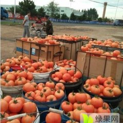 辽宁北票大红西红柿火热上市