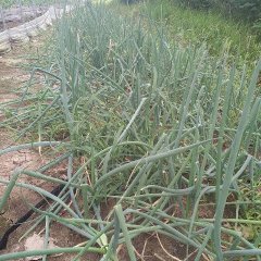 沭阳大葱上货量大,潼阳仲小广诚信合作