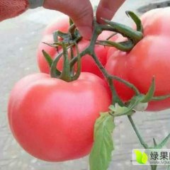 山东沂南硬粉西红柿8月上市供应中……
