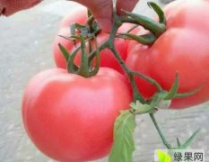 山东沂南硬粉西红柿8月上市供应中……