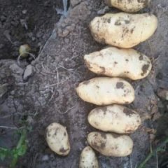 围场土豆火爆招商中,阳光郭鹏飞诚信合作