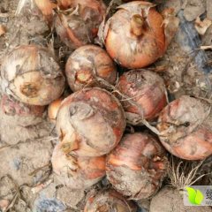 2016高台优质7公分以上的红皮洋葱