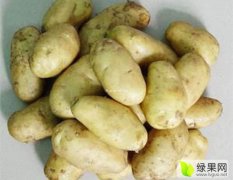 内蒙古多伦荷兰十五土豆价格行情平稳