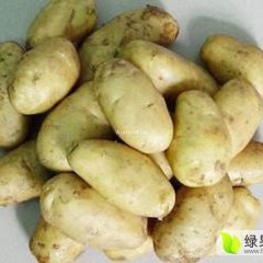 内蒙古多伦荷兰十五土豆价格行情平稳