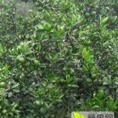 澧县双龙谢军9月南丰蜜桔柑橘