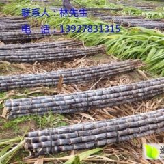翁源甘蔗早买早赚,广东林春如诚信合作