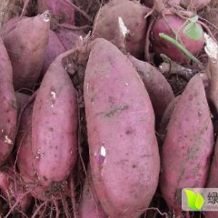 泗水山东张卫东8月商薯19红薯