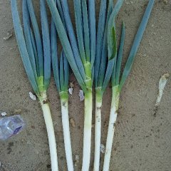 2016平度大葱走过路过不要错过