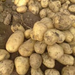 双城朝阳杨雷8月尤金885土豆