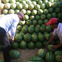 翁牛特旗西瓜质量上乘桥头靜永锋诚信合作